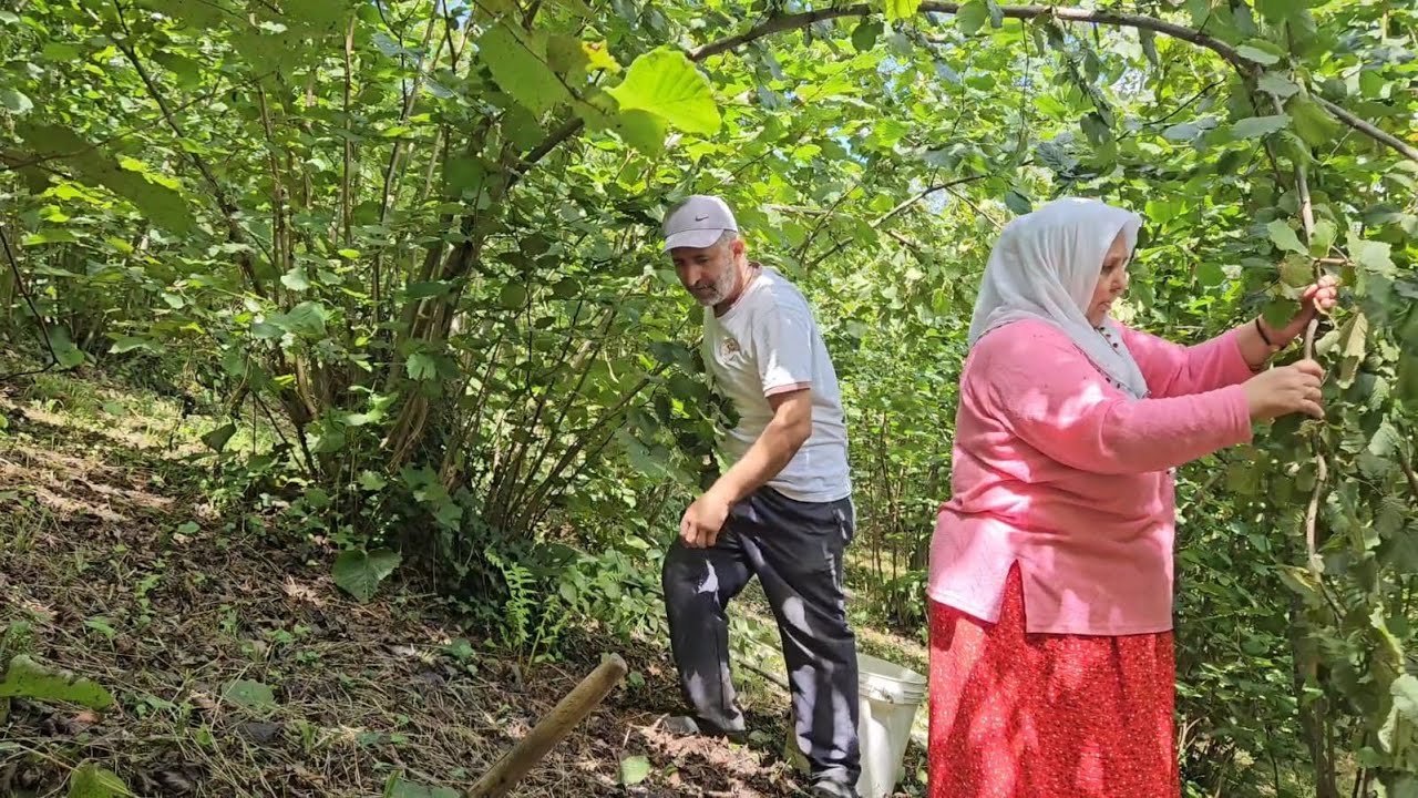 ‼️BENİM HİÇ KİMSEDEN KORKUM YOK‼️SÜTLÜ FINDIK TOPLADIK‼️