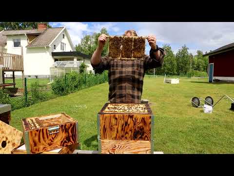 Första skattlådan 🌺