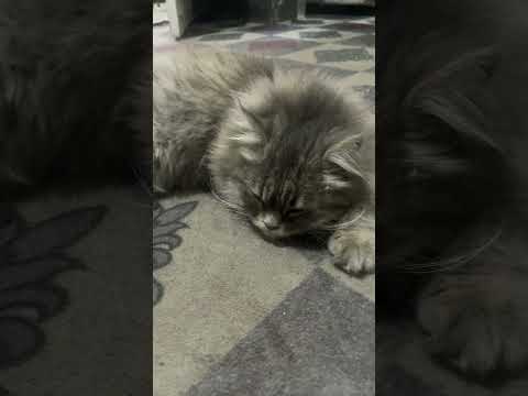 Jozy try to sleep#shortsfeed #catopia #cat #shorts#love