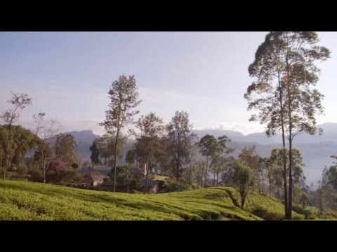 Trilhas do chá do Ceilão | Vídeo oficial