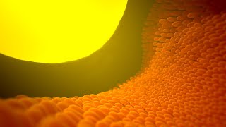 Insect Vision Part 3: Ocelli