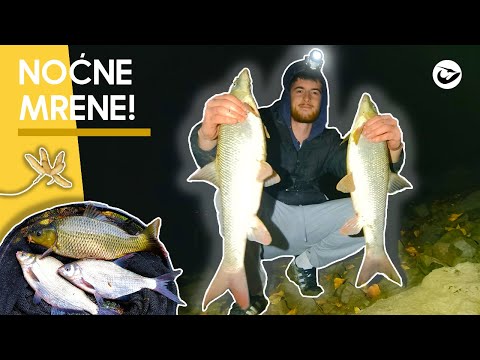 Pecanje na Dunavu u Novom Sadu i Kovinu! RADI MRENA!