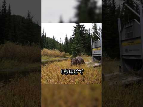 なぜクマからは逃げ切れないのか