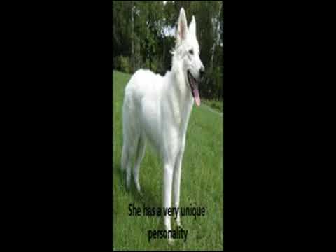 White German Shepherd