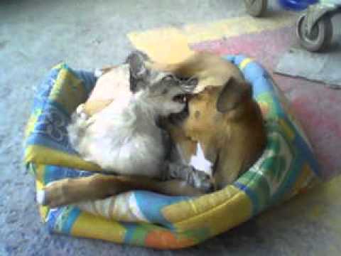 MOV0000027 lilica e boneca