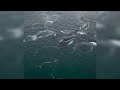 Видео из Мурманской области восхитило северян