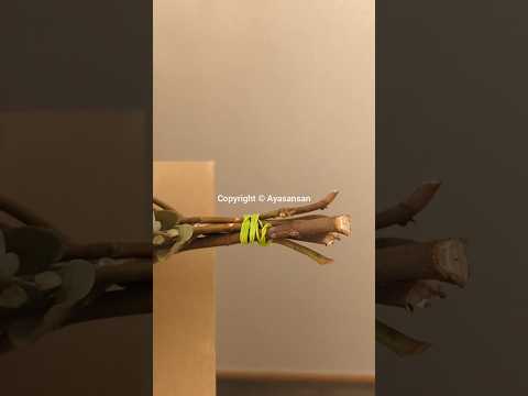 plantes couvre sol Vinca-Minor-petite-pervenche