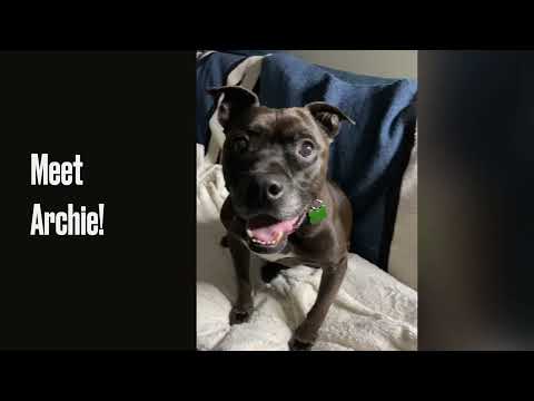 ARCHIE TOTORO! ADOPT OR FOREVER FOSTER!, an adoptable Staffordshire Bull Terrier & Pit Bull Terrier Mix in Pasadena, CA_image-1