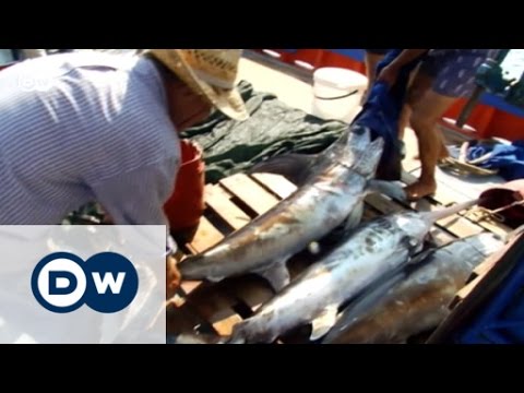 Swordfish hunting coming to an end? | Focus on Europe