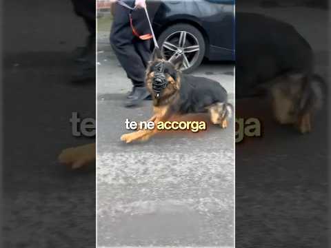 ✅ Se Fai Queste 3 Cose, il Tuo Cane Smetterà di Tirare 🐕‍🦺💨