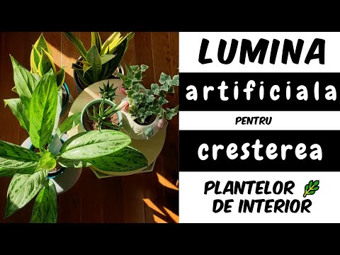 , title : 'Lumina artificiala pentru cresterea plantelor ||  lampa crestere plante || Vlog printre plante 🌞🌿🏡'