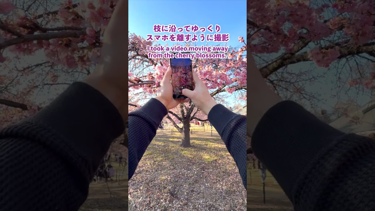 プロのように見える桜の撮り方！ 動画編　#shorts