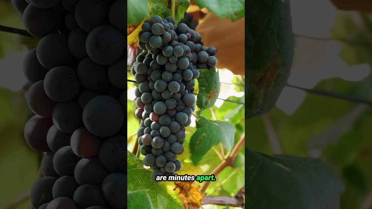 Most People Don’t Realize How Many Wineries Are Hidden in El Dorado County