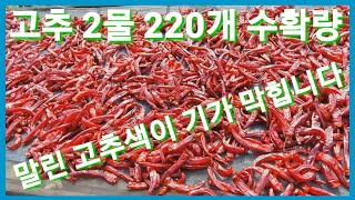 2물 고추200개 수확량은? 고추건조기 고추가격 건고추 고춧가루 고추가루 전원일기 인간극장