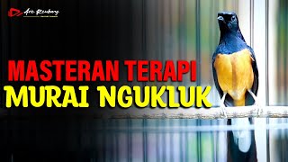 Download lagu MURAI BATU NGUKLUK COBA TES PANCINGAN DENGAN YANG SATU INI mp3 Download lagu MURAI BATU NGUKLUK COBA TES PANCINGAN DENGAN YANG SATU INI mp3