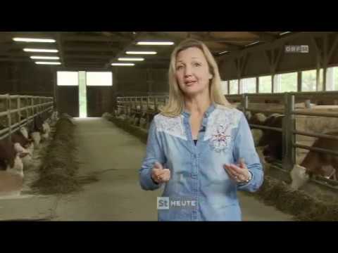 Steirische Landwirtschaft - Tag eines Rindermästers