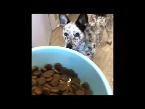 Maui, an adopted Australian Cattle Dog / Blue Heeler in Manassas, VA_image-1