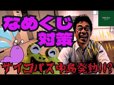SOS: 菜園へのナメクジの侵入: なぜですか?そしてそれらを自然に撃退するにはどうすればよいでしょうか？  庭園