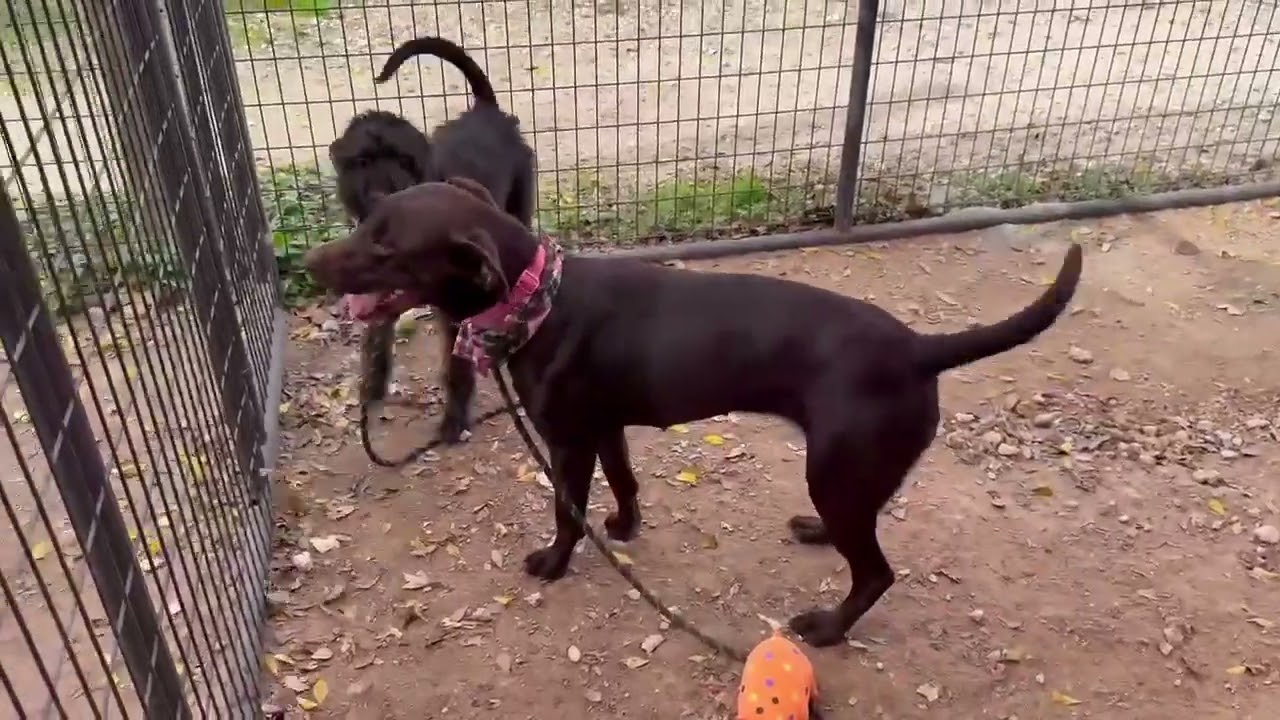Enlarge Pluto, a ADOPTABLE mixed breed in Boulder, CO video 2/3