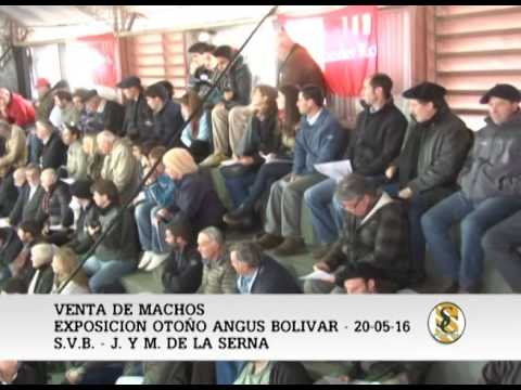 20-05-16 - VENTA MACHOS - EXPO. ANGUS BOLIVAR