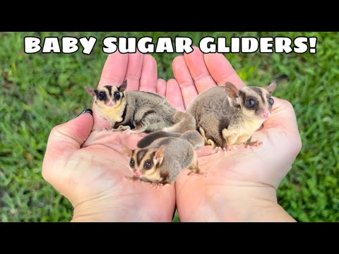 NEW BABY SUGAR GLIDERS! WHERE'D THEY COME FROM?!