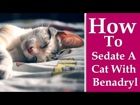 How to Sedate a Cat With Benadryl