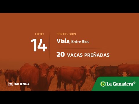 Lote Vacas preñadas en Viale