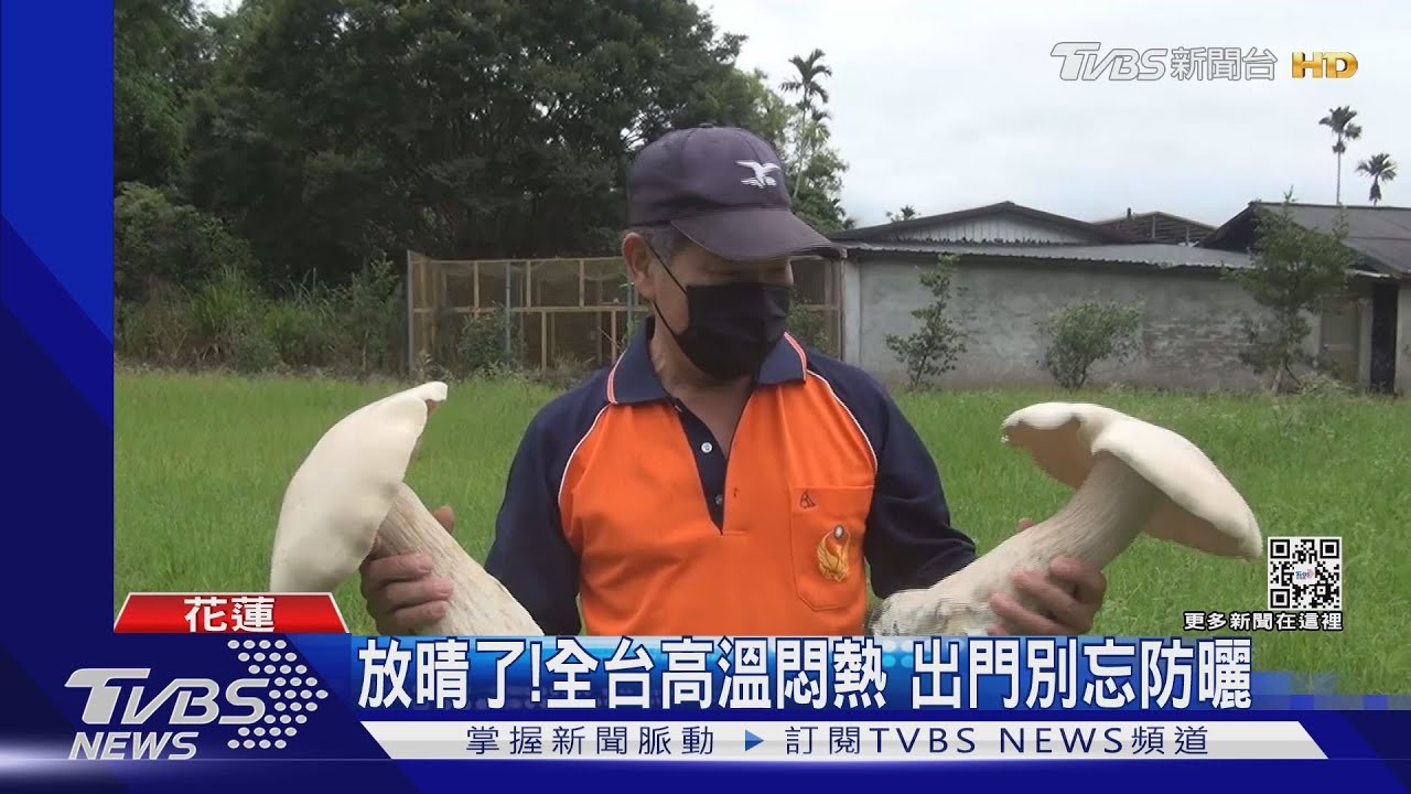 好大！　3個手掌大「巨型蘑菇」現蹤田間
