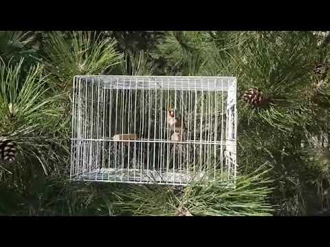 Goldfinch training song (Ecolage de chardonneret Parva ou Elegant )