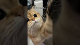 Download lagu ✨ The British Shorthair ✨ #cat mp3