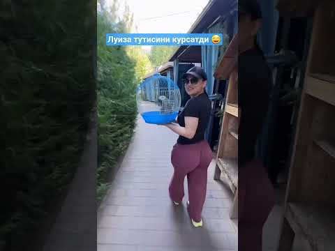 #Янгиси Луиза Расулова тутисини курсатди #ТрендВидеолар #Янгиликлар