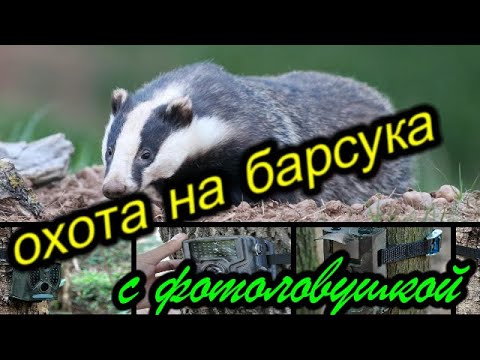 Охота на барсука с фотоловушкой.