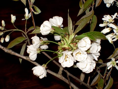 Ritueller Missbrauch Teil 2