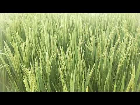 Rice Farming | LP 937 NSIC 2015 RC 456H MESTIZO 78 67DAT 03.11.22 (Dry Season Update)