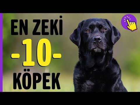 , title : 'En zeki 10 köpek ırkı | Hayvanlar Alemi | Aklında olsun'