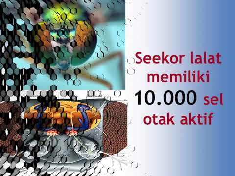 Torus palu di apotek canada Video dipantau untuk potensi