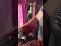 wild polecat kit rescued- taken to Rspca rehabilitation centre 2019