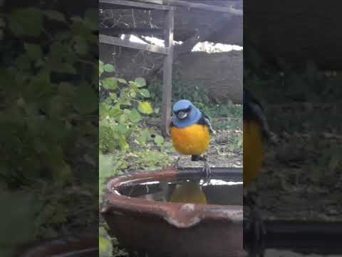 birdday 046 Zorzal chalchalero Naranjero 1606 2025