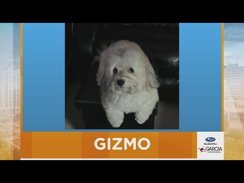 New Mexico Living Pet Pics November 5, 2025 - YouTube