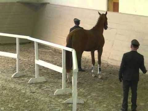 Hengstpräsentation Moritzburg 14.02.15 - Davidas Freispringen