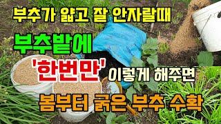 부추밭에 한번만 이렇게 해주면 얇고 잘 안크던 부추도 봄부터 굵은 부추 수확합니다 부추 옮겨 심는 방법 #부…