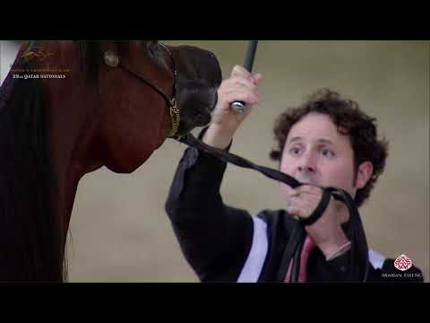 N 163 SUWAIRA AL SHAQAB   22nd Qatar National 2019   Fillies 2 years old Class 4B