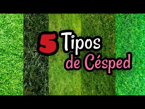 Tipos de Pasto muy populares para poner en el jardín