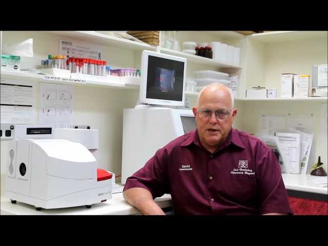 East Bundaberg Veterinary Hospital - Bundaberg East, QLD