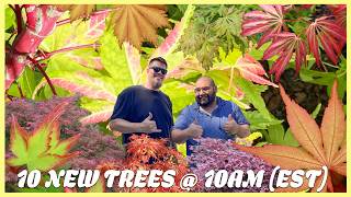 Download lagu Epic Ghost Japanese Maple and Great Dwarf Maple Varieties! MrMaple.com 10@10! mp3