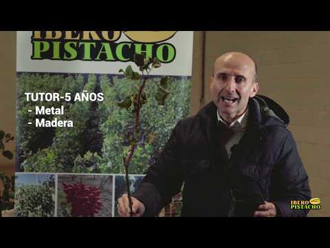 Extraction of the Cepellón Con Cuter - IberoPistacho