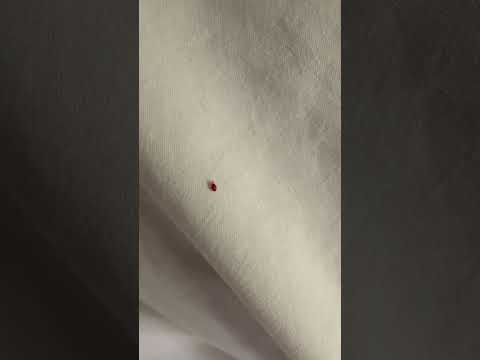 La Quinta Inn - Bed bug infestation and refusing it give me a refund for my full stay