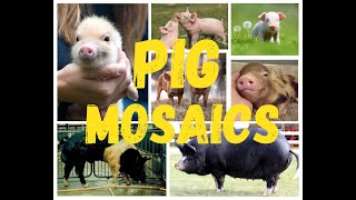 Pigs: Pet, wild and in-between