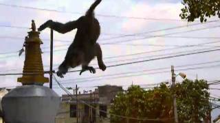 Monkey on a wire