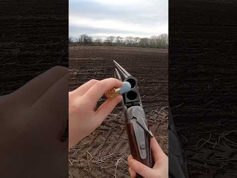 Pheasant hunt on a farm